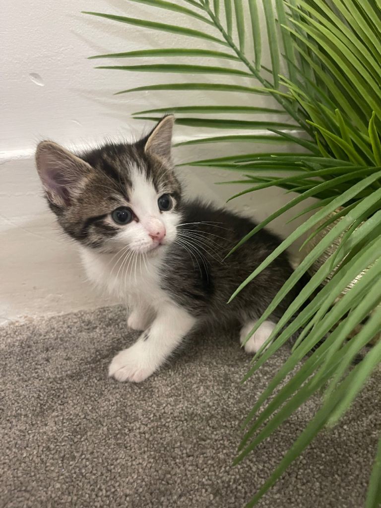 Kittens 