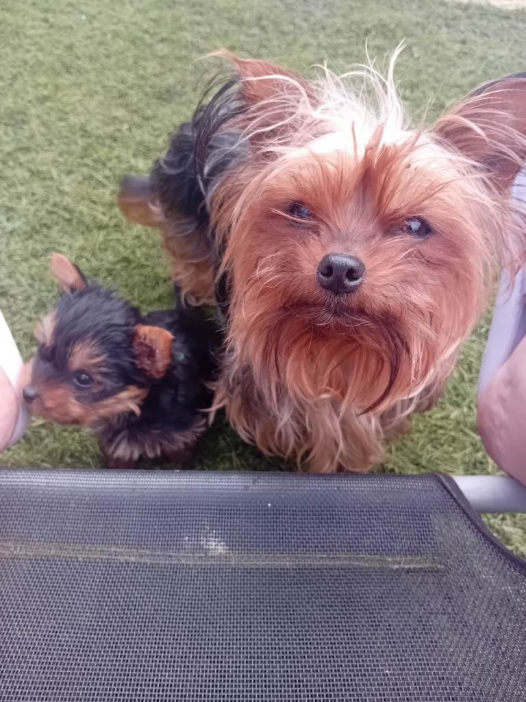 Yorkshire terrier pups