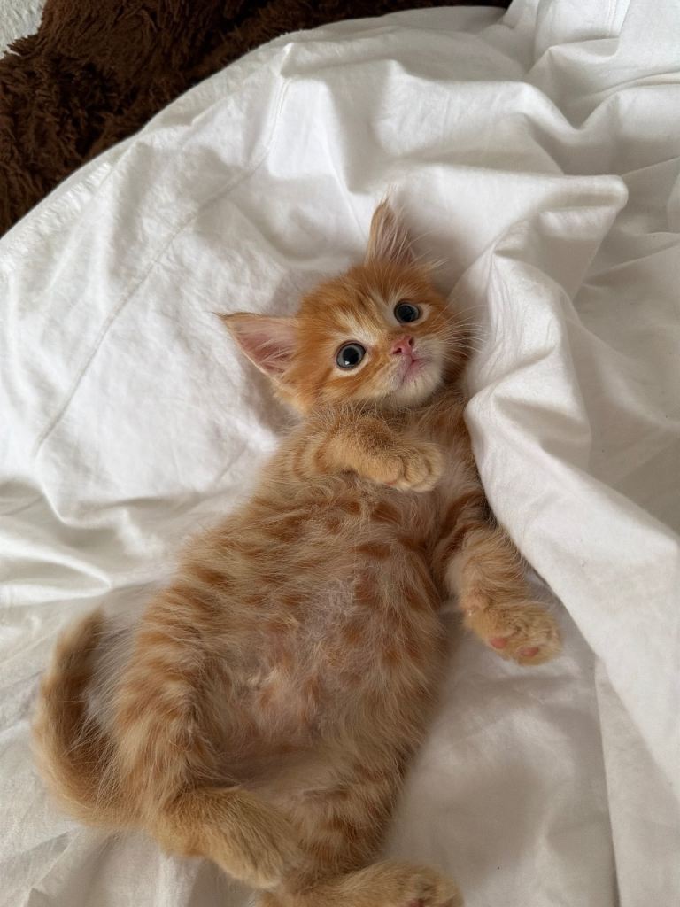 Beautiful kitten looking for home.