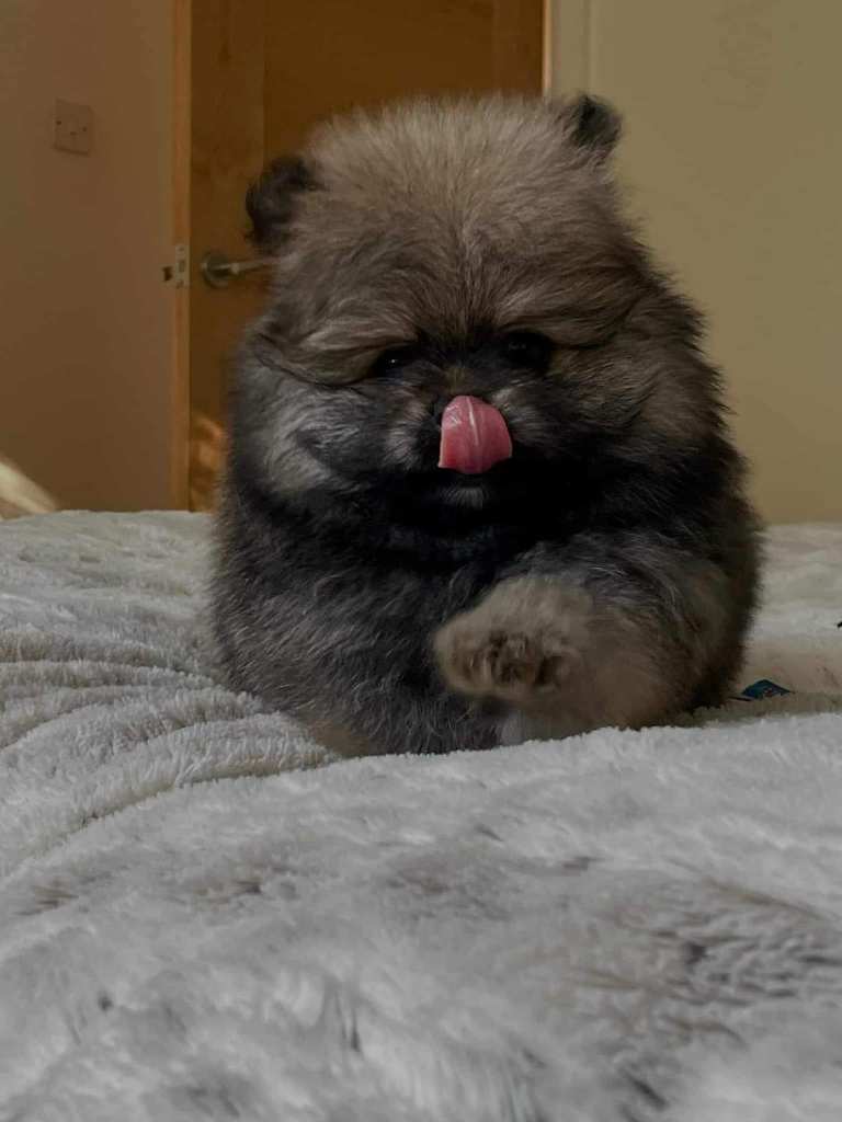 Pomeranian 