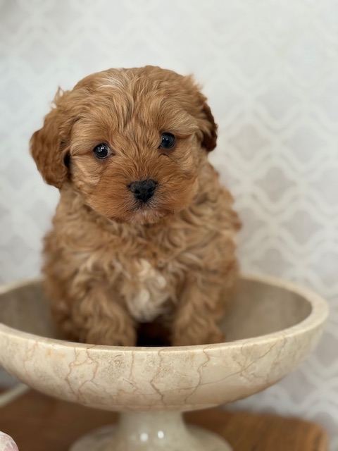 Cavapoo puppy’s 