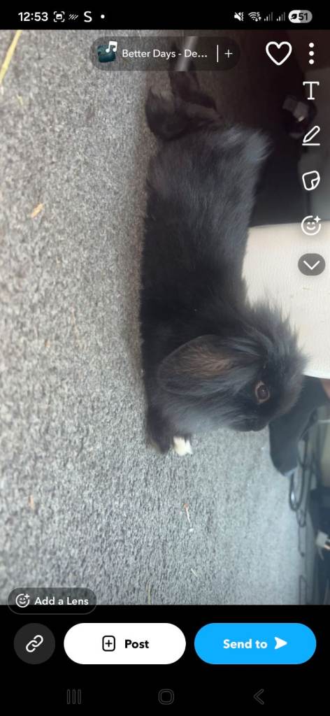minilop lionhead mix 