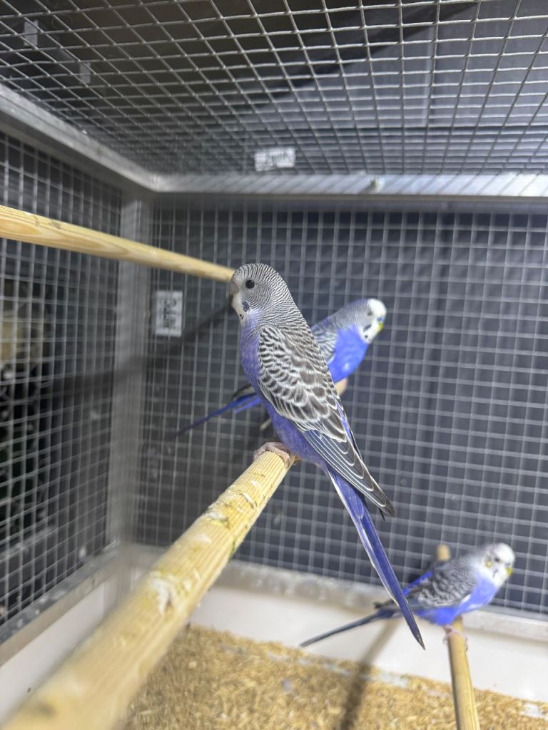 Violet double split and bw/bf budgies 