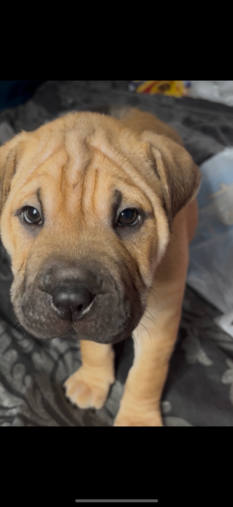 Gorgeous Shar pei staff puppies for sale 