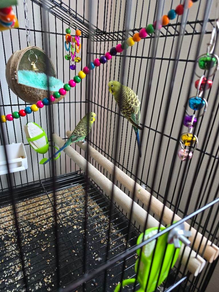 Australian budgies