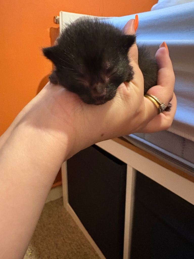 1 pure black female kitten 