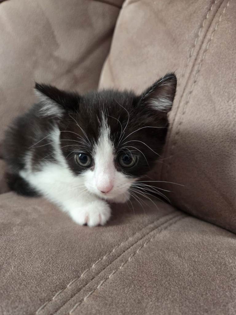 Female Kitten