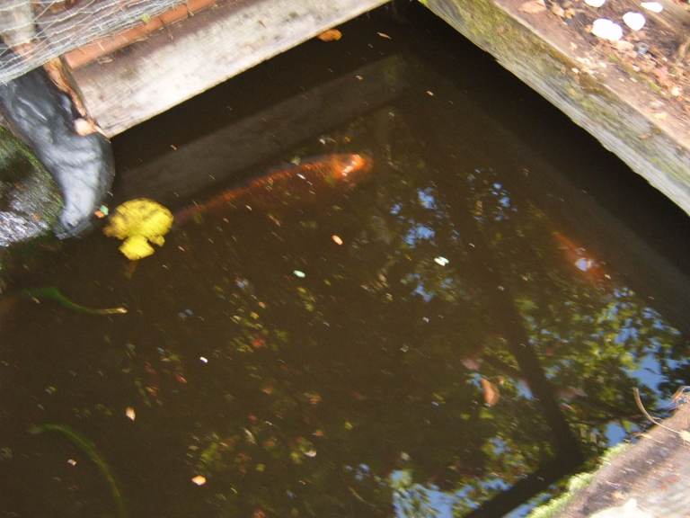 POND FISH