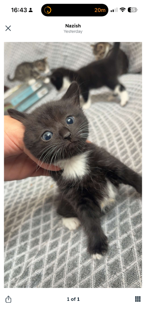 Domestic ShortHair Kittens 