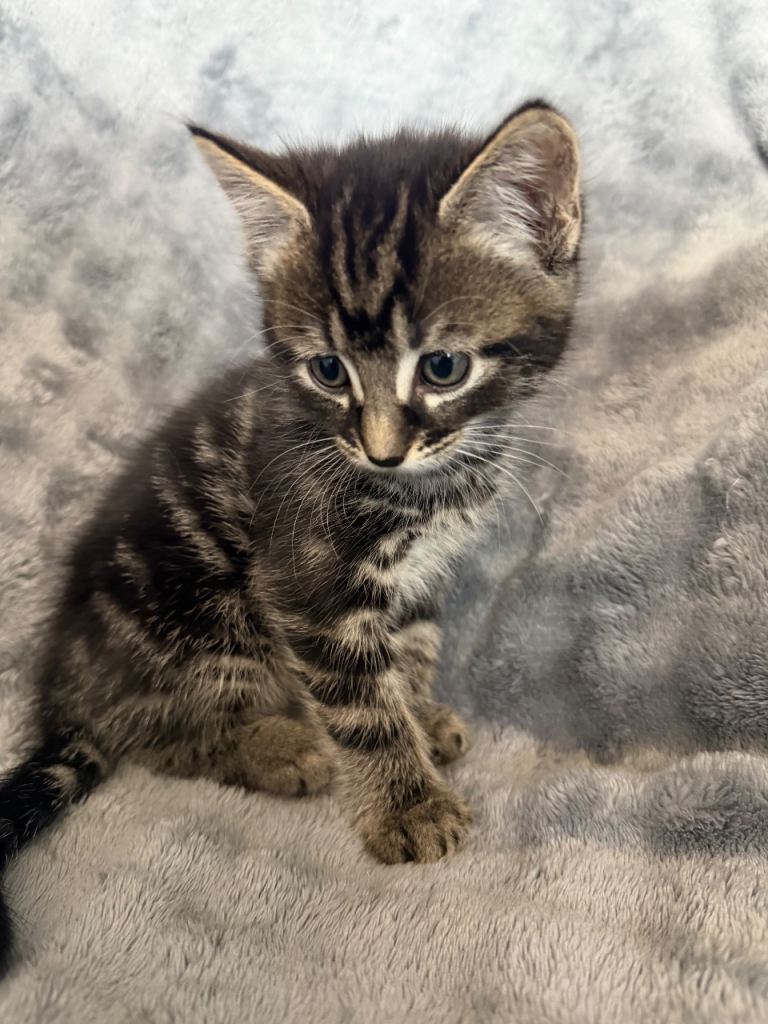 1 Boy Kitten For Sale!