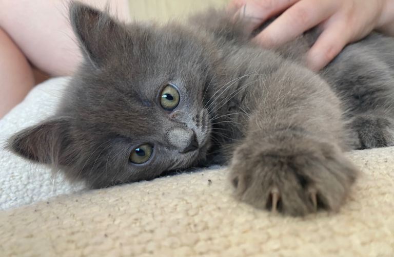 Ragdoll x Siberian Kittens 