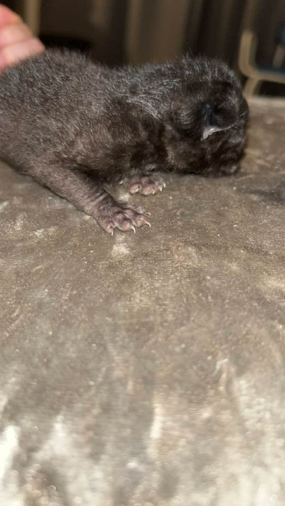 Beautiful kittens for rehoming