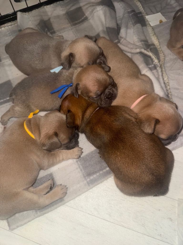 Beautiful French Bulldog Puppies 