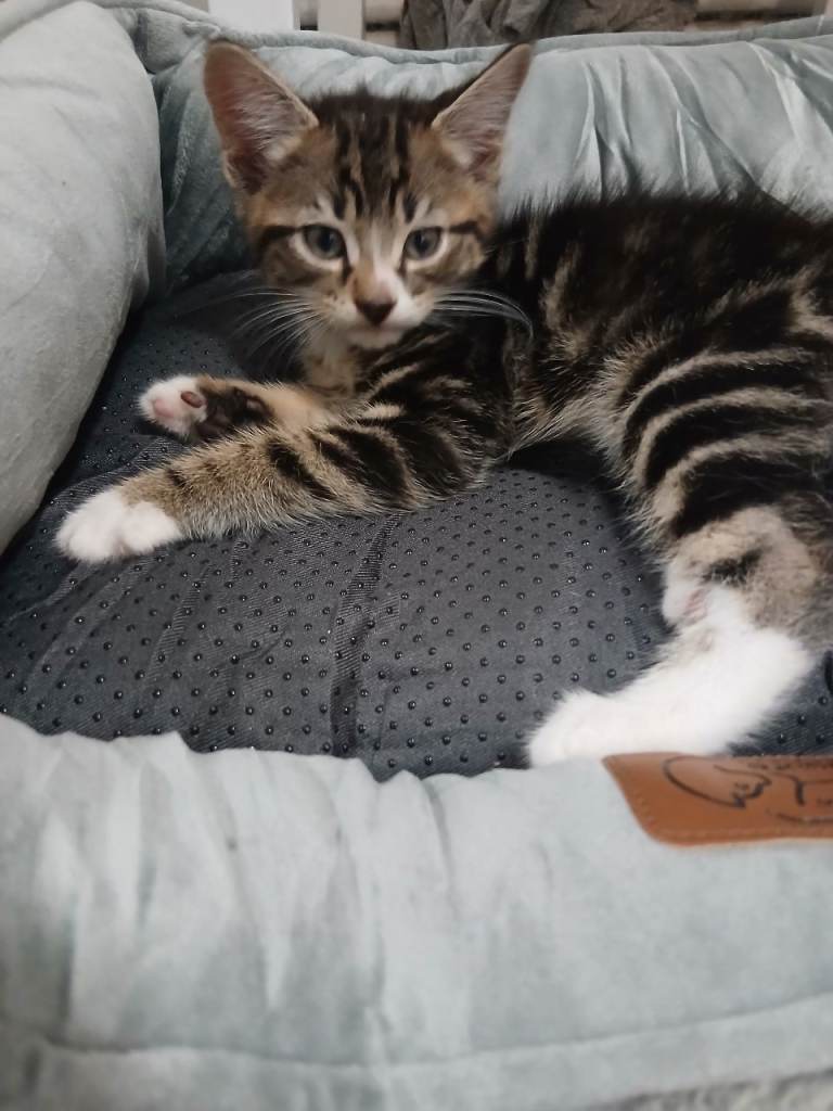 Male tabby kitten