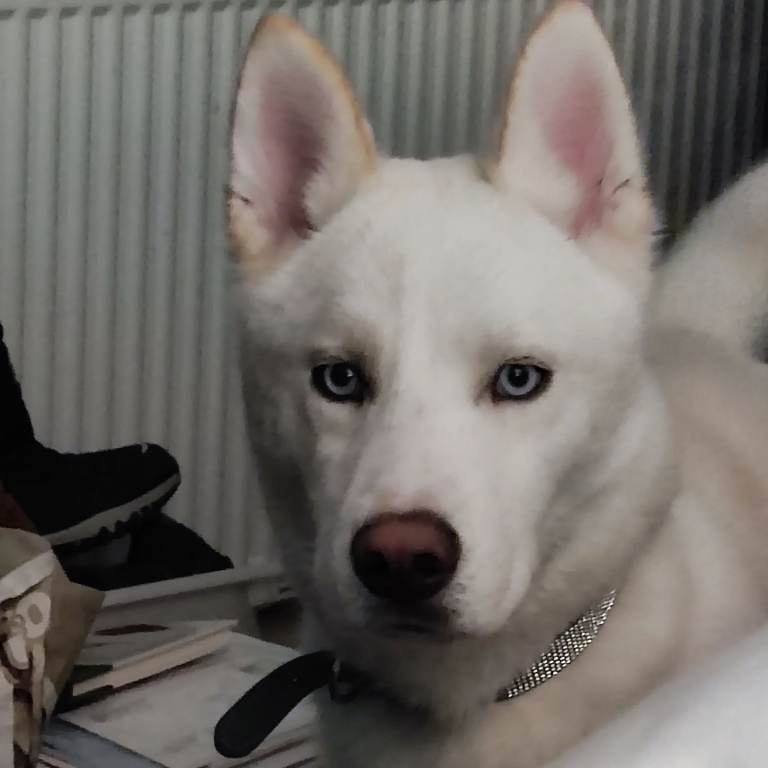 Stunning White, blues eyes Husky