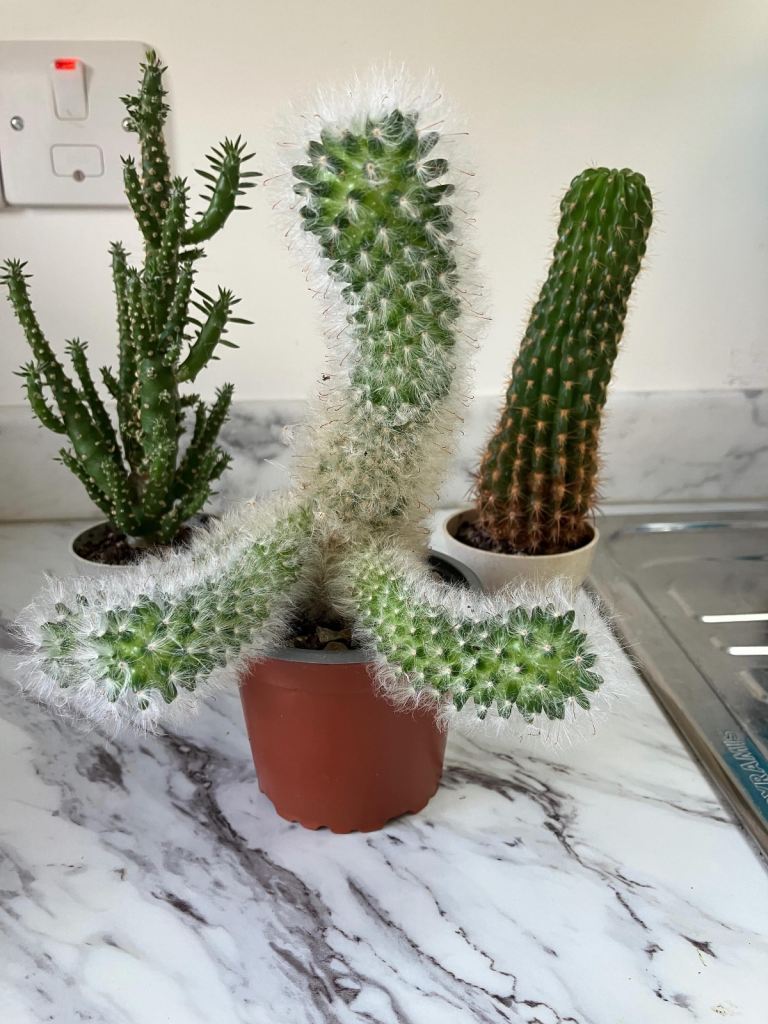 Cactus plants - free!