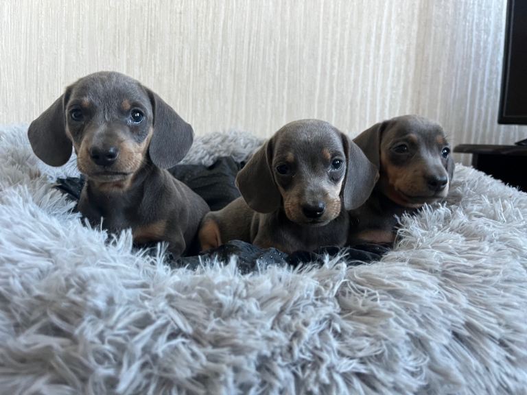 Dapple Dachshund puppies