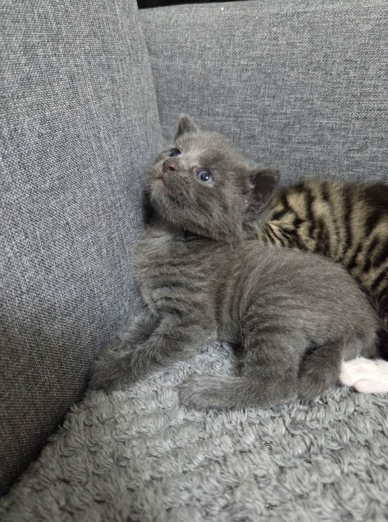 image for 4 Adorable Kittens Ready for Their New Home 