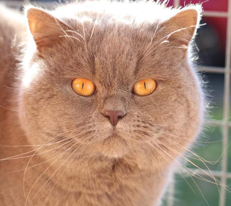 British Shorthair cats