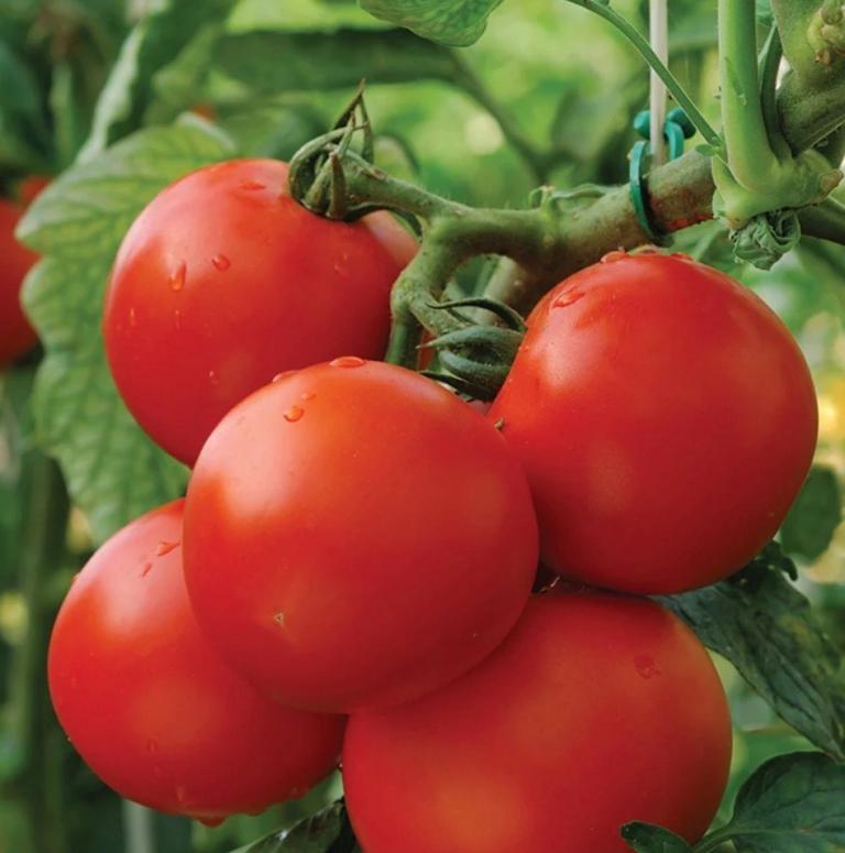 Money Maker Tomato plants 