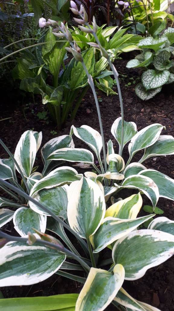 Shell's plants  Hoastas 