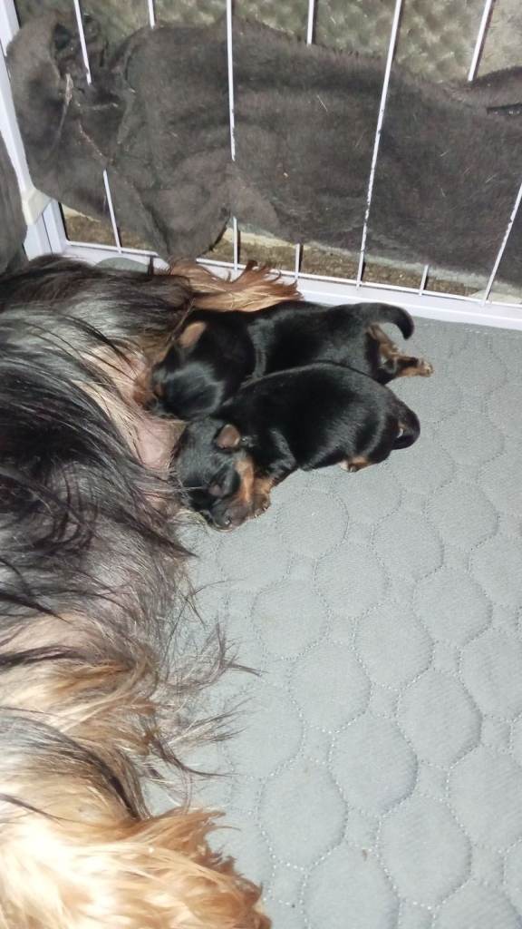 Two beautiful boys Yorkshire terrier pups