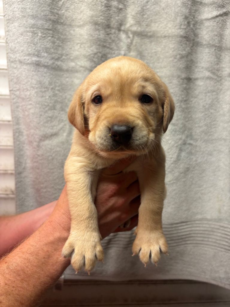 KC registered puppies for sale