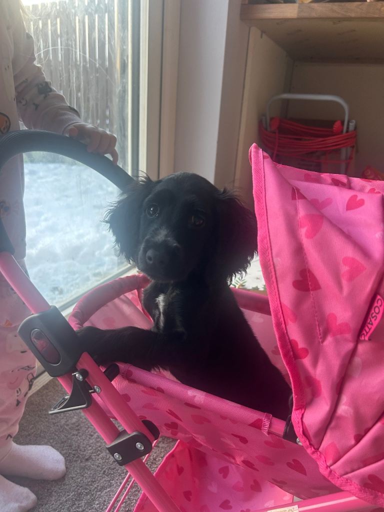 Female cocker spaniel pup