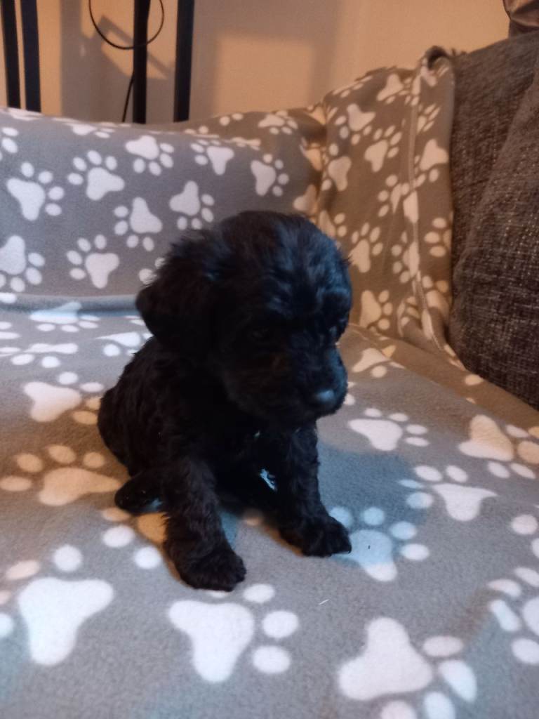 TOY SHNOODLES READY 21ST DEC