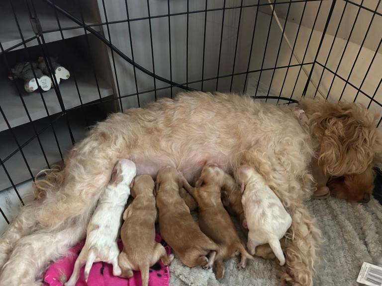 8 Gorgeous Apricot Cockapoo Puppies 