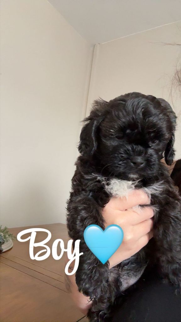 Sweet Little Black Puppies with White Markings