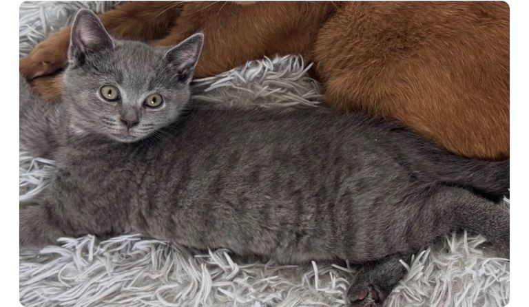 British short hair cross 