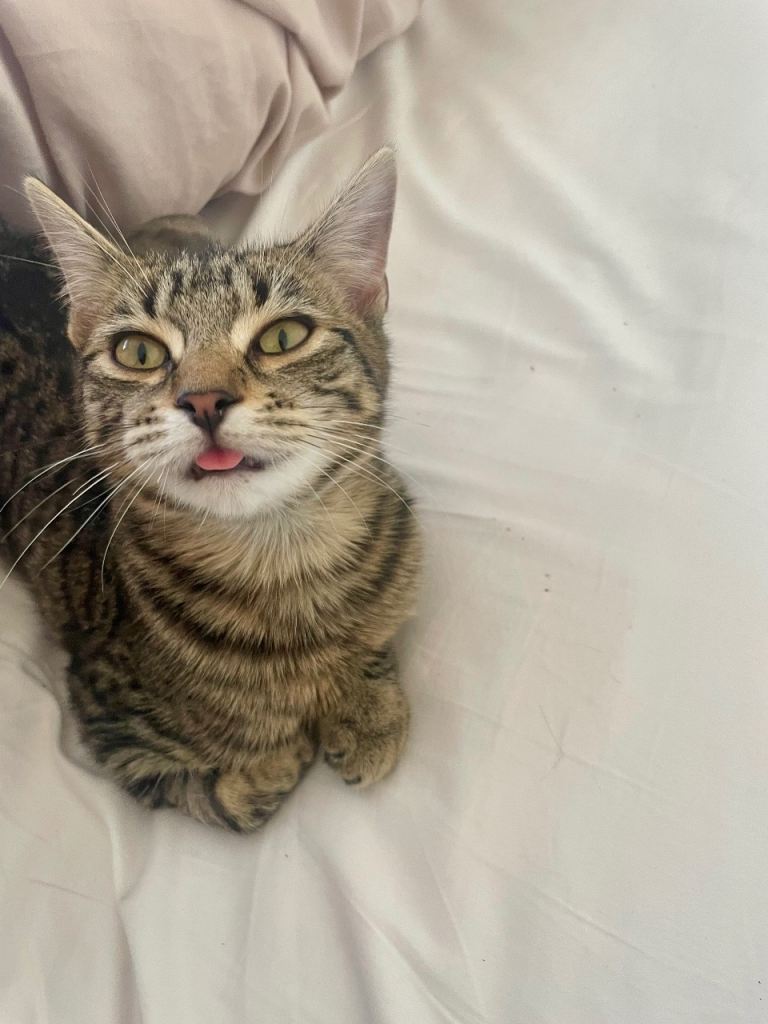 Female beautiful kittens (sisters)