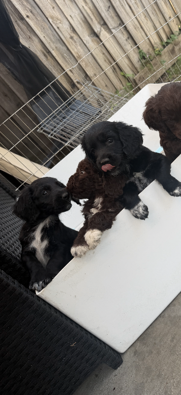Cocker spaniel cross toy poodle puppies for sale 
