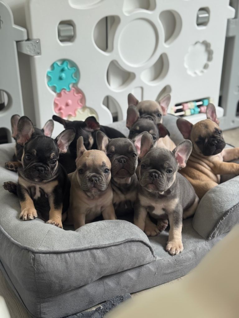 KC French Bulldog Puppies Lilac, Black Tan, Fawn