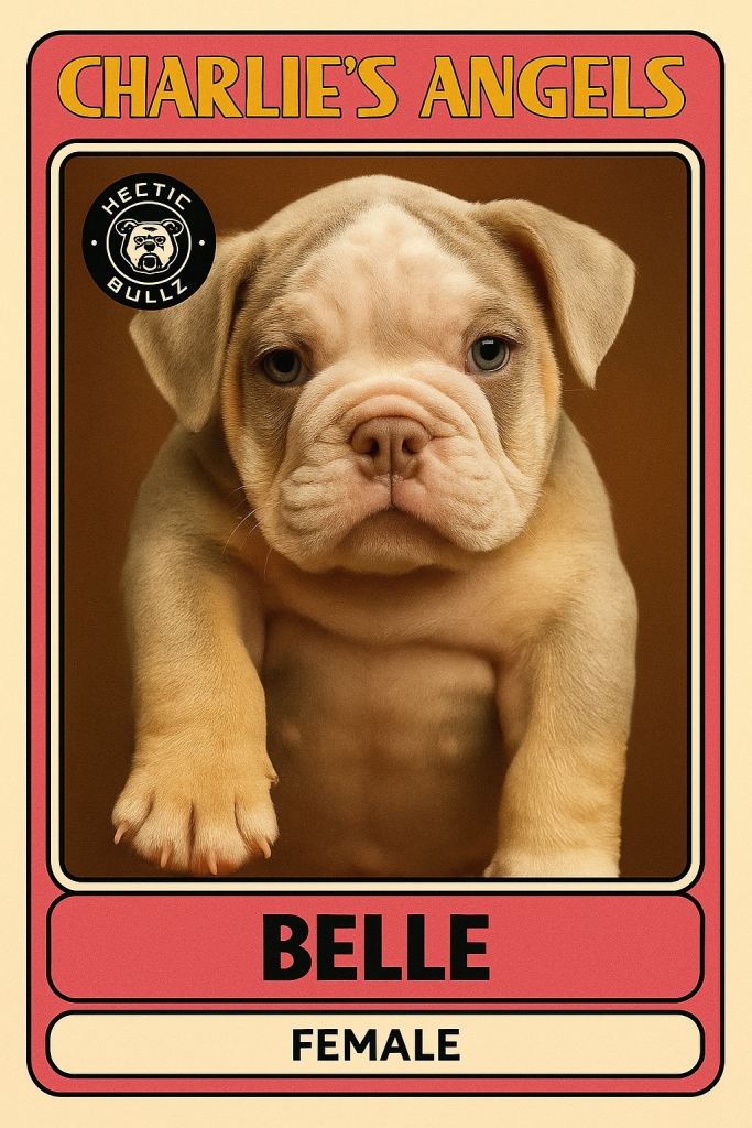 Beautiful Female Puppy for Sale – Belle (Charlie’s Angels Litter)