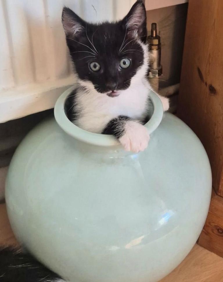 Lovely 8 week old kittens