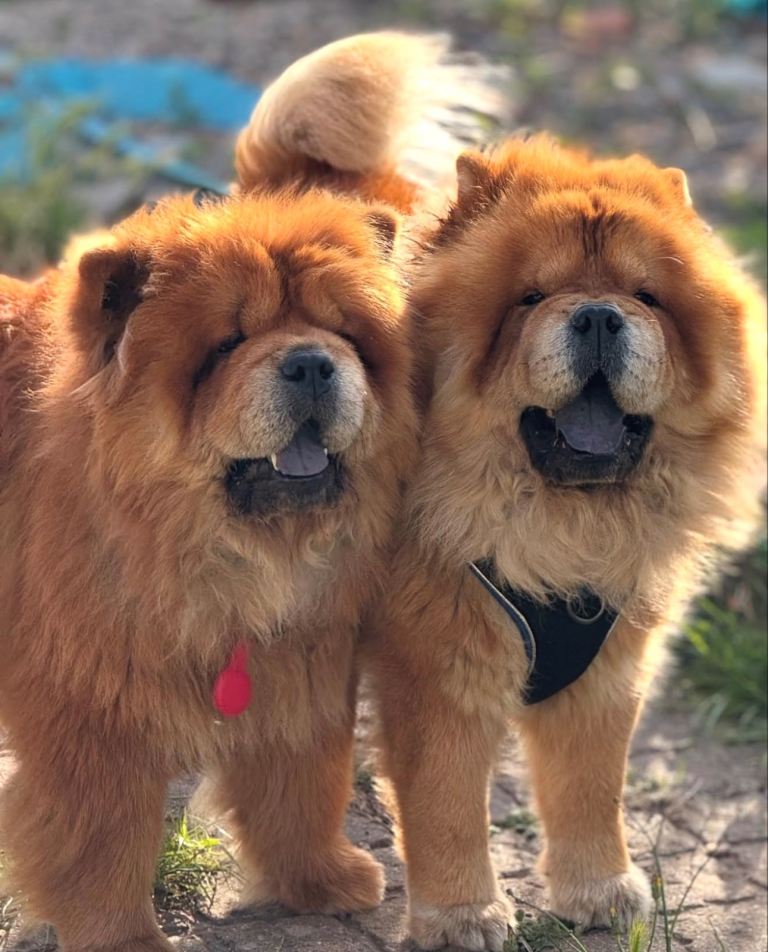 2 Beautiful Chow Chow Dogs – Loving Home Wanted