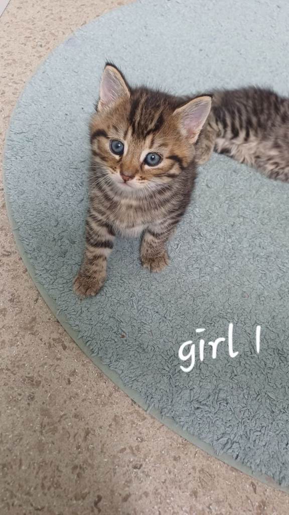 Kittens 