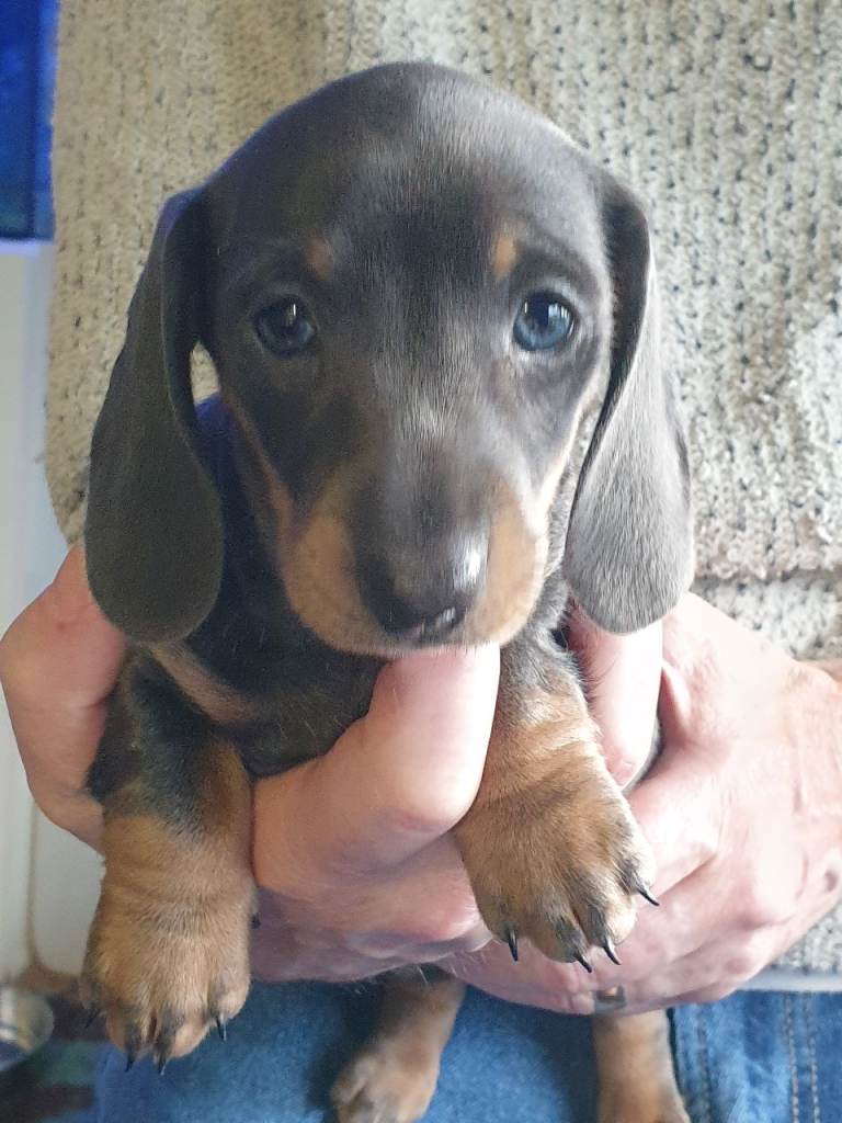 Beautiful smooth haired miniature Dachshunds 