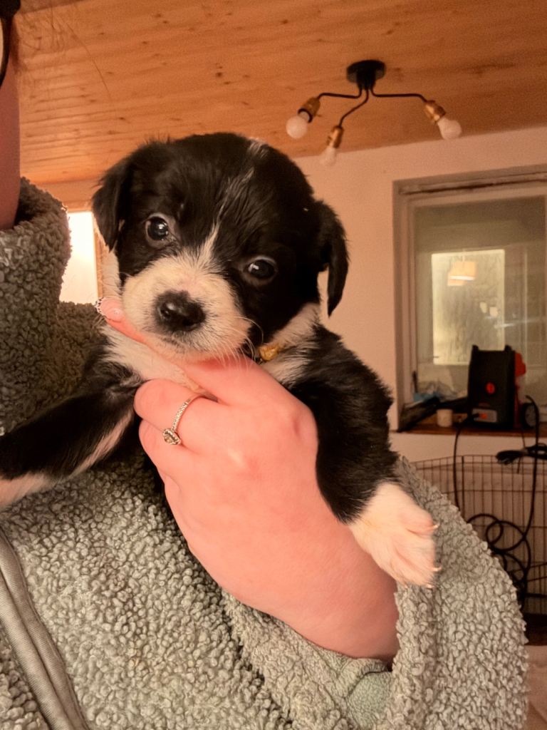 Springer x Collie Female pups 