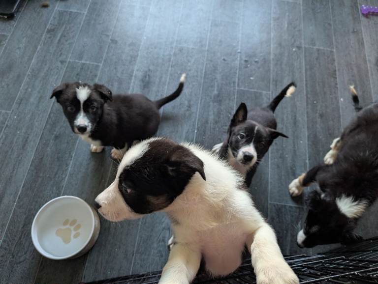 Border Collie puppies 