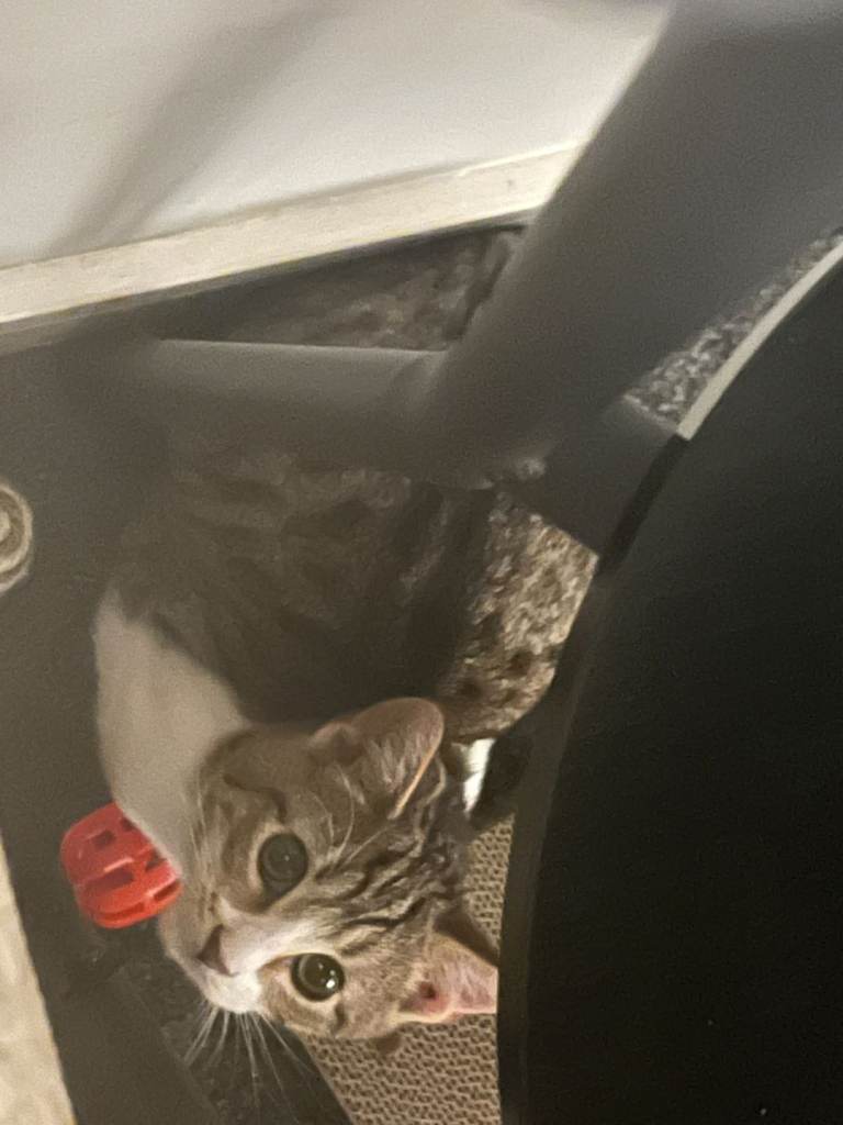 Kitten for sale 