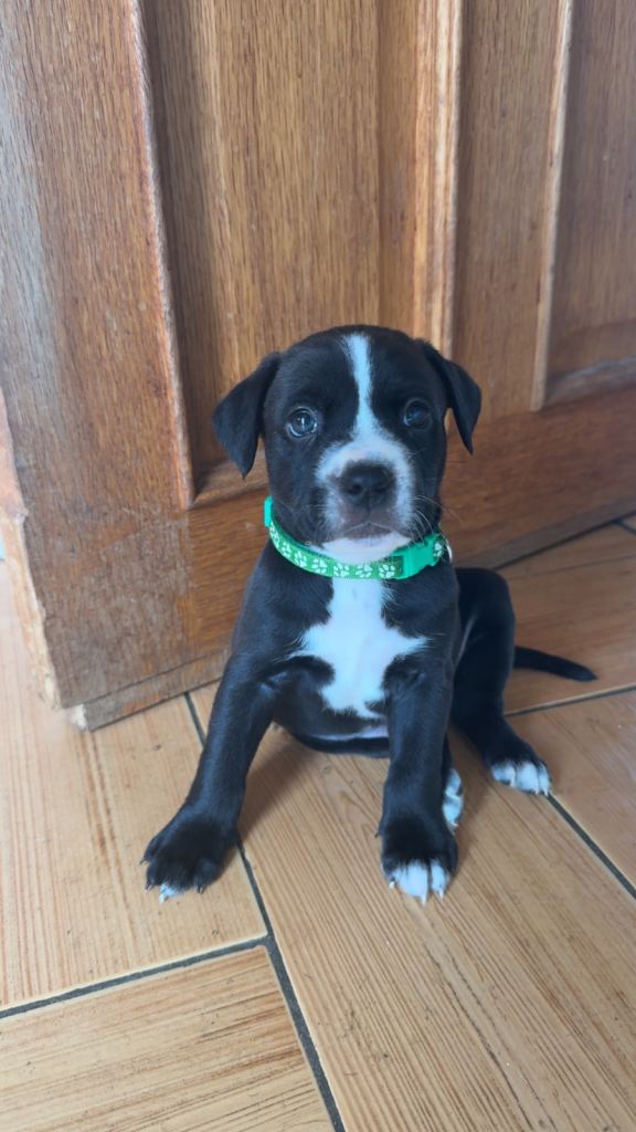 Labrador x puppies 