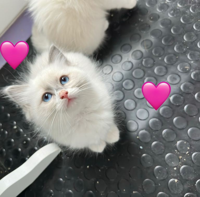 2 fluffy Female Ragdoll kittens left 🩷
