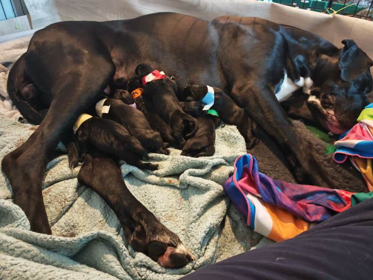 Great Dane Puppies 