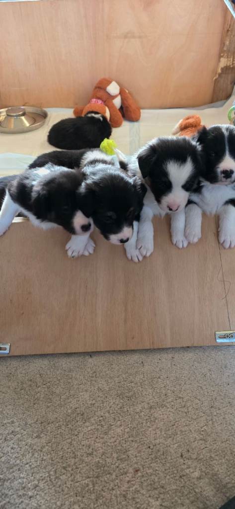 Border Collie Puppies