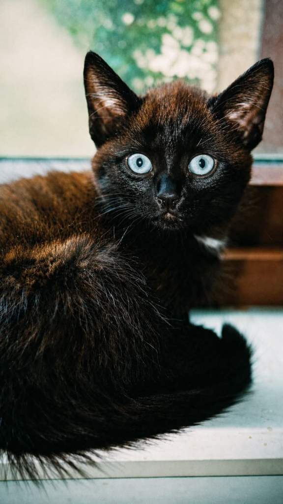 Maine Coon X Female Kitten 