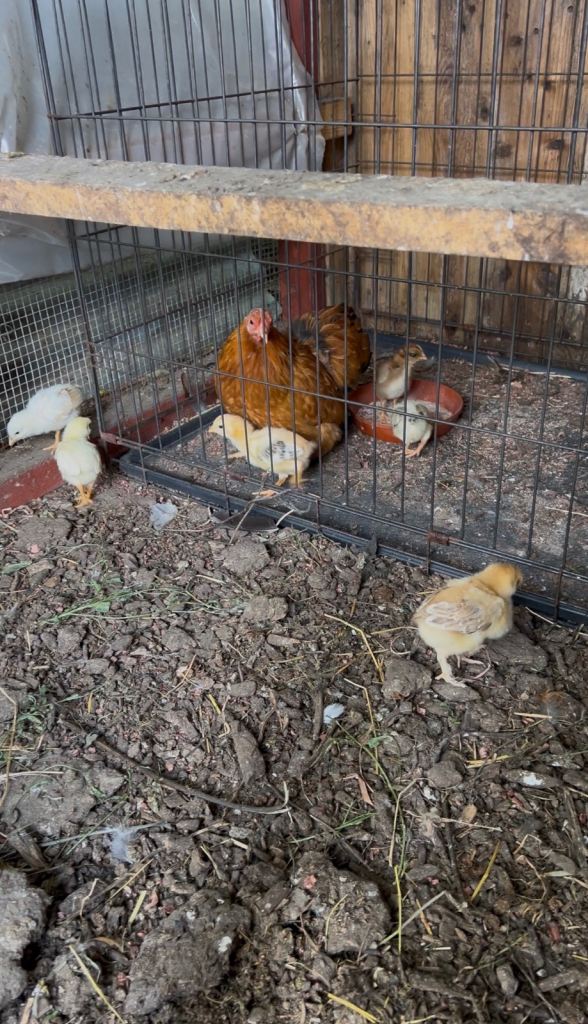 Hens with chicks “CHICKEN” 