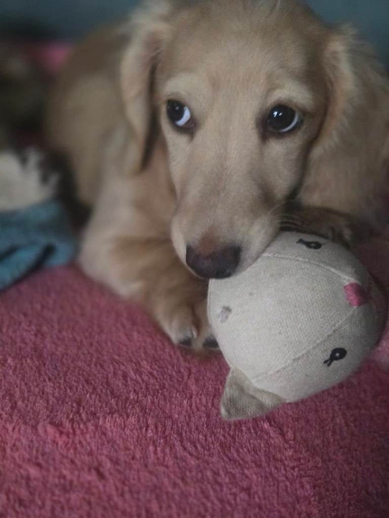 English miniature longhaired dachshund 